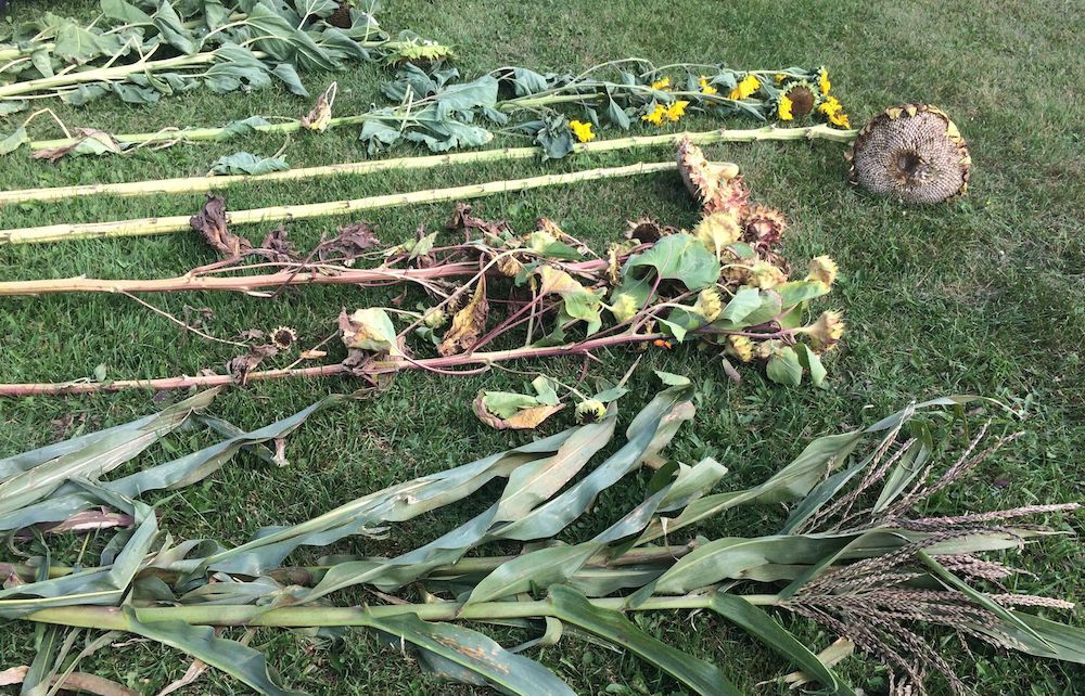 Brill Harvest Days